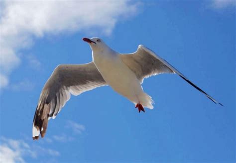 夢見很多鳥在飛|夢見鳥、小鳥